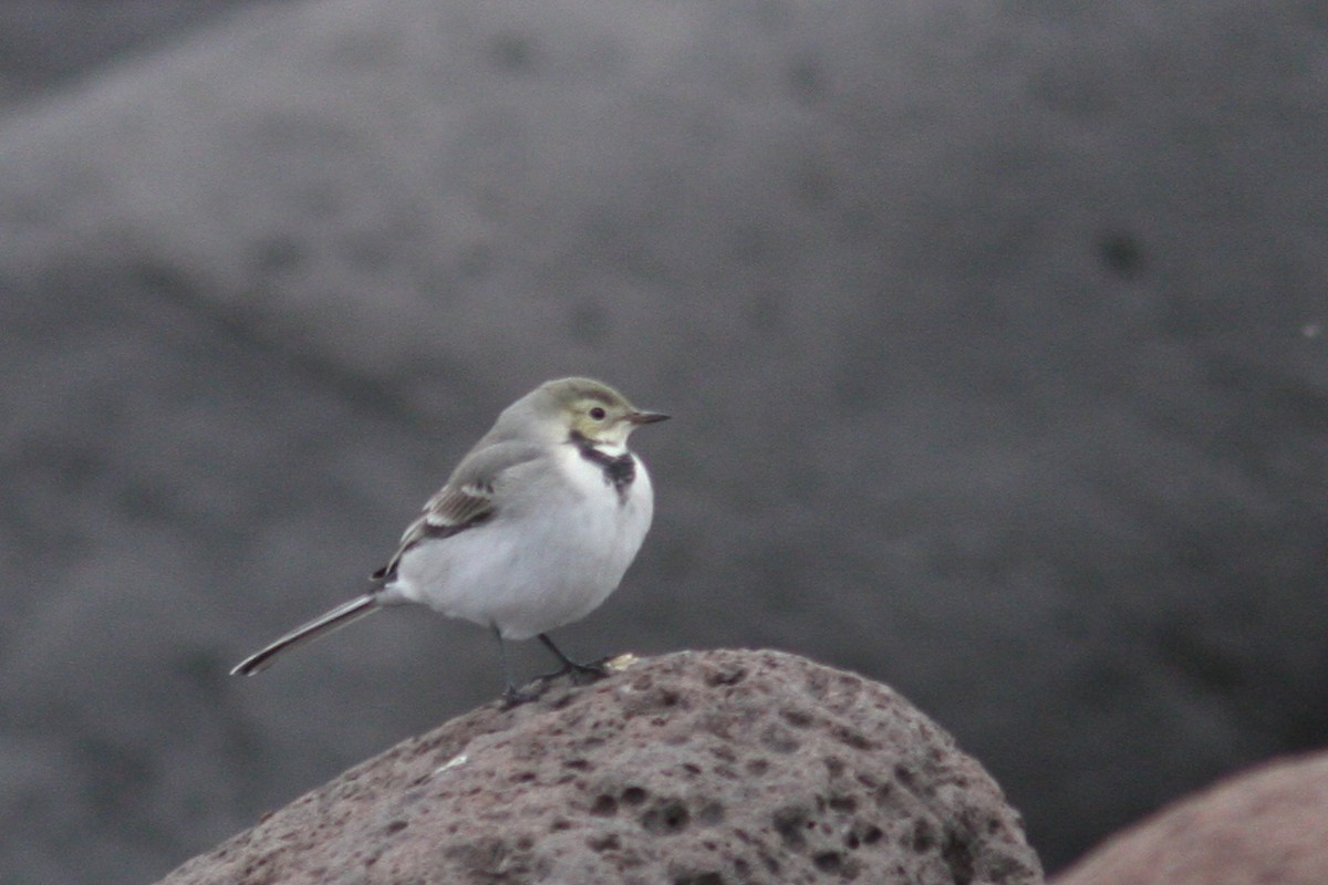 נחליאלי לבן - ML644761679