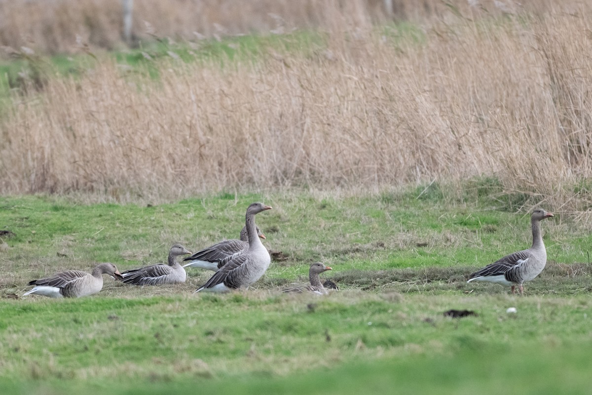 Graylag Goose - ML644761686