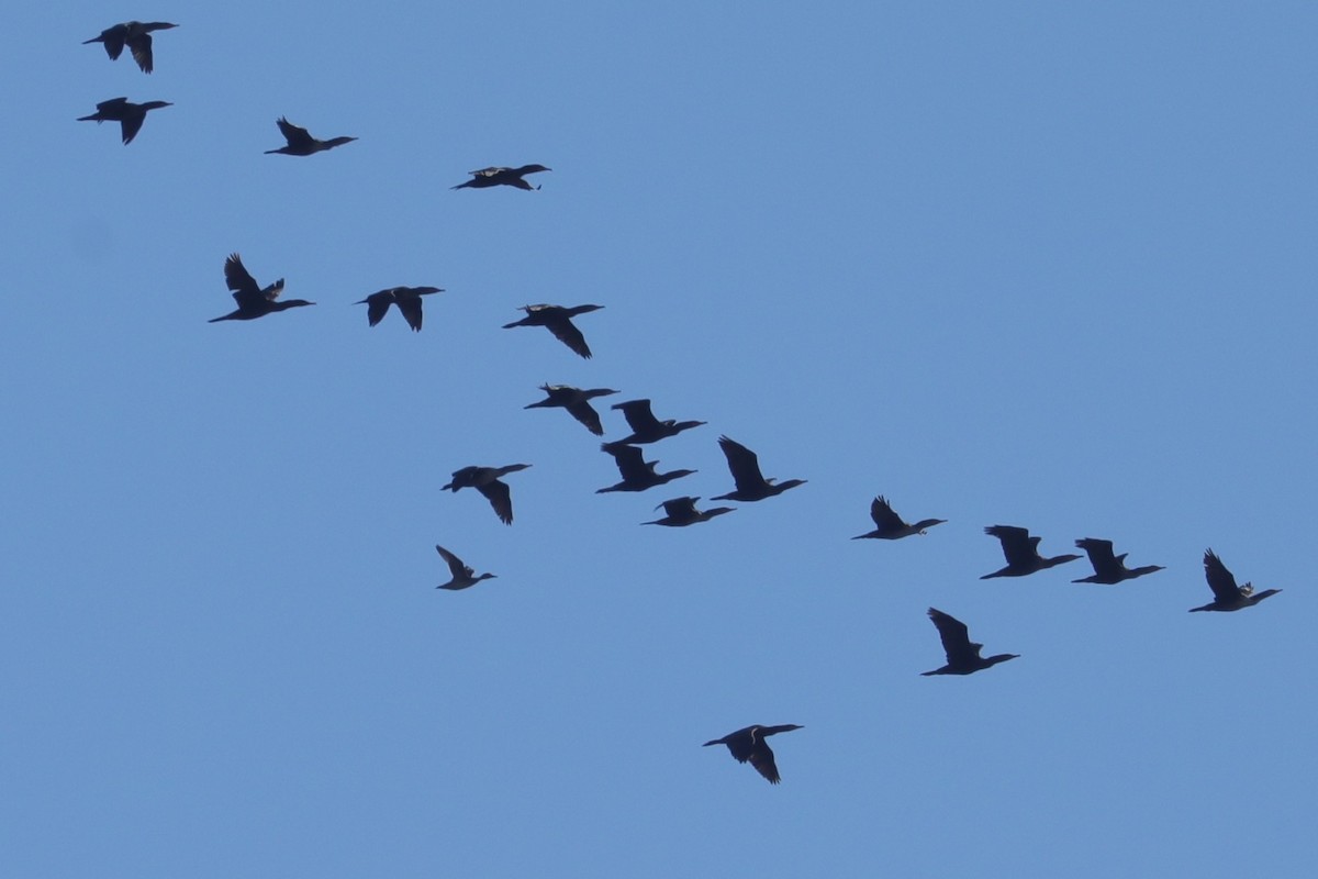 Northern Pintail - ML644761698
