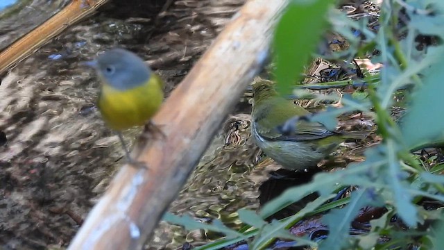 møllparula - ML644761726