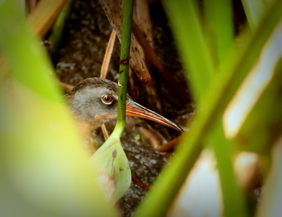 Rascón de Virginia - ML644761755