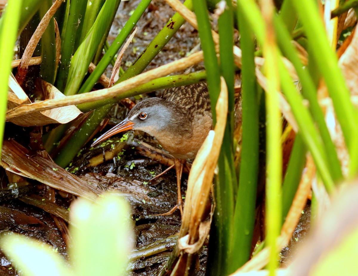 Rascón de Virginia - ML644761775