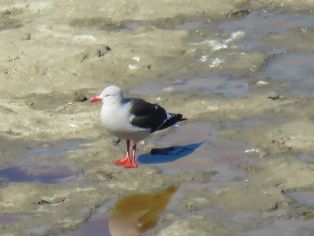 Dolphin Gull - ML644761801