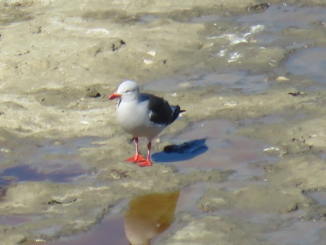 Dolphin Gull - ML644761802