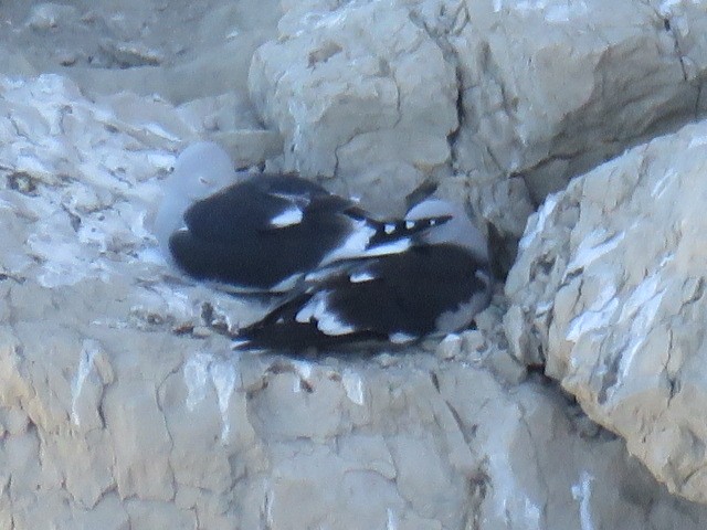 Dolphin Gull - ML644761803