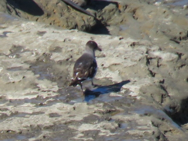 Dolphin Gull - ML644761804