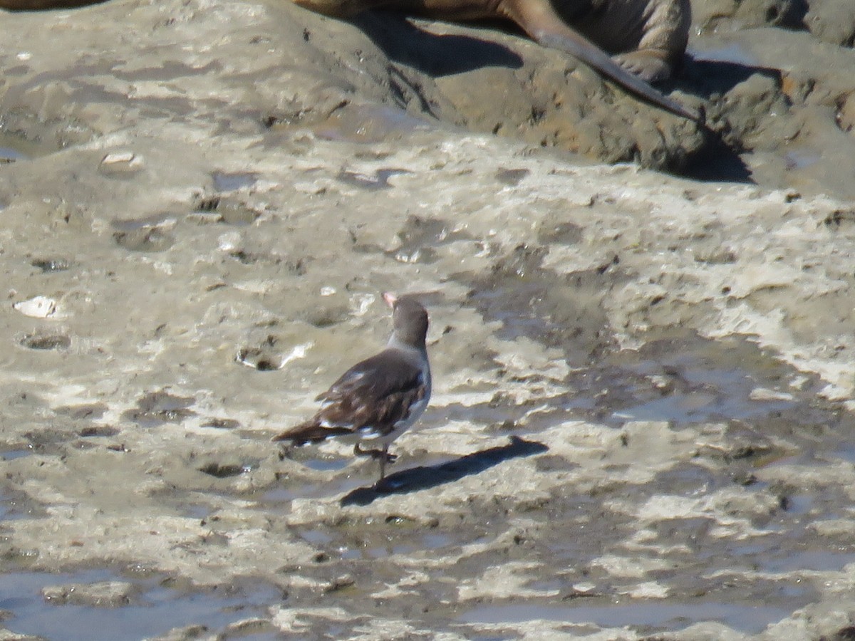 Dolphin Gull - ML644761805