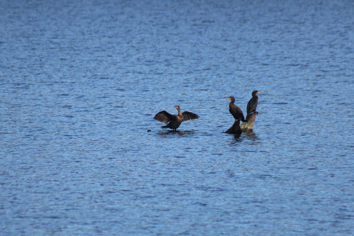 totoppskarv - ML644761809