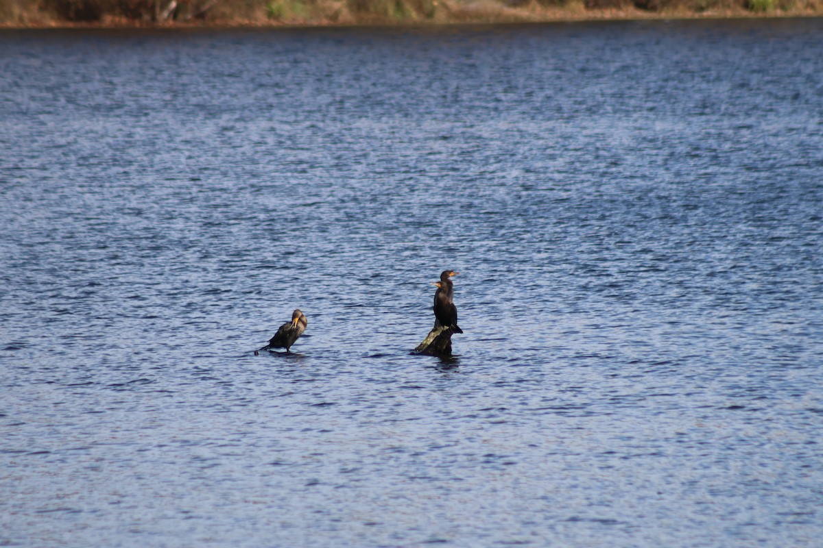 totoppskarv - ML644761810