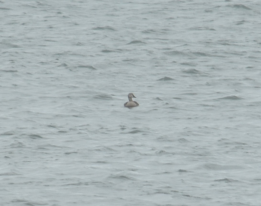 Гага-гребенушка - ML644761832