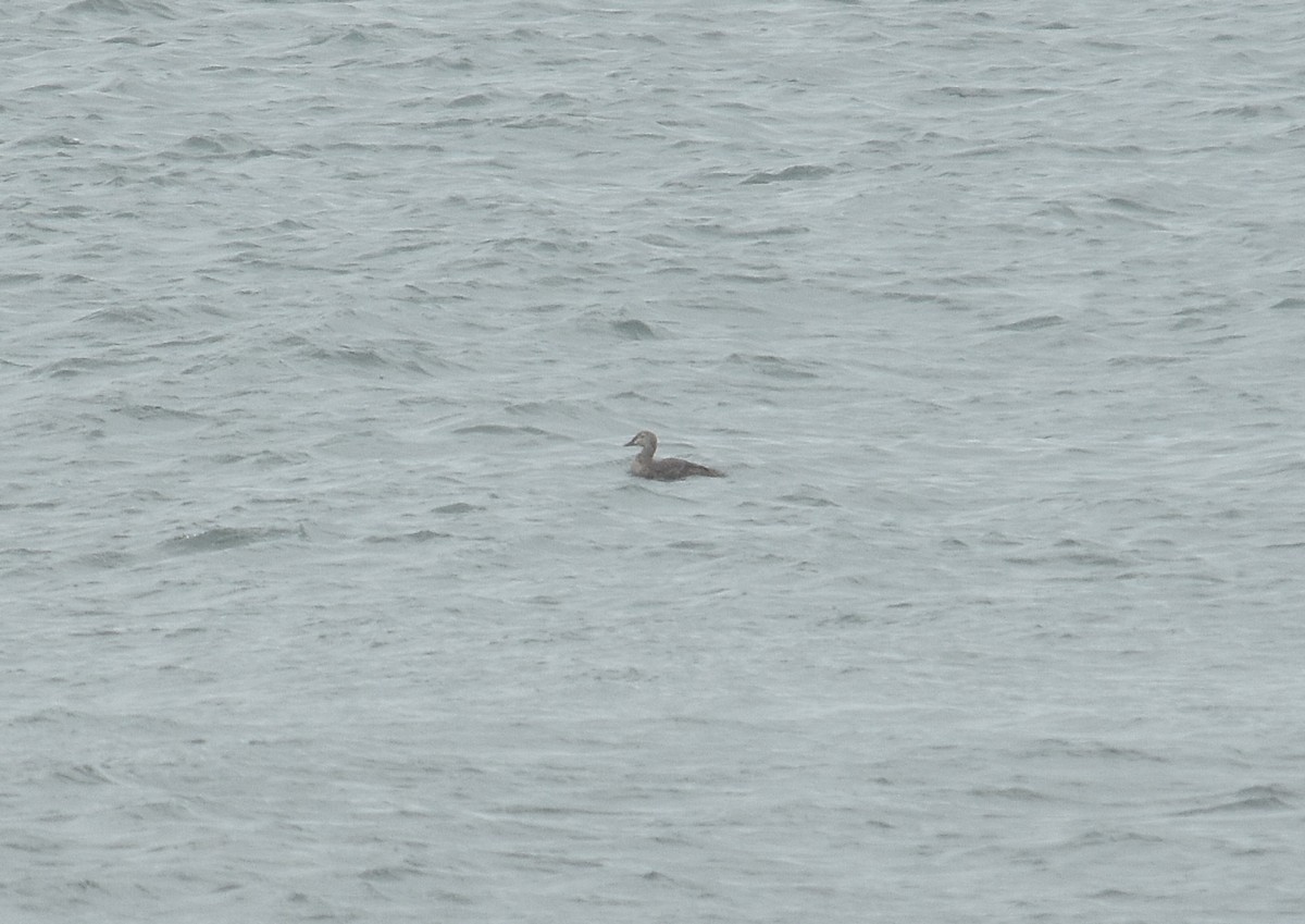 Гага-гребенушка - ML644761833