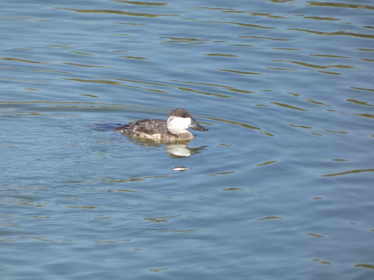 kachnice kaštanová - ML644761836