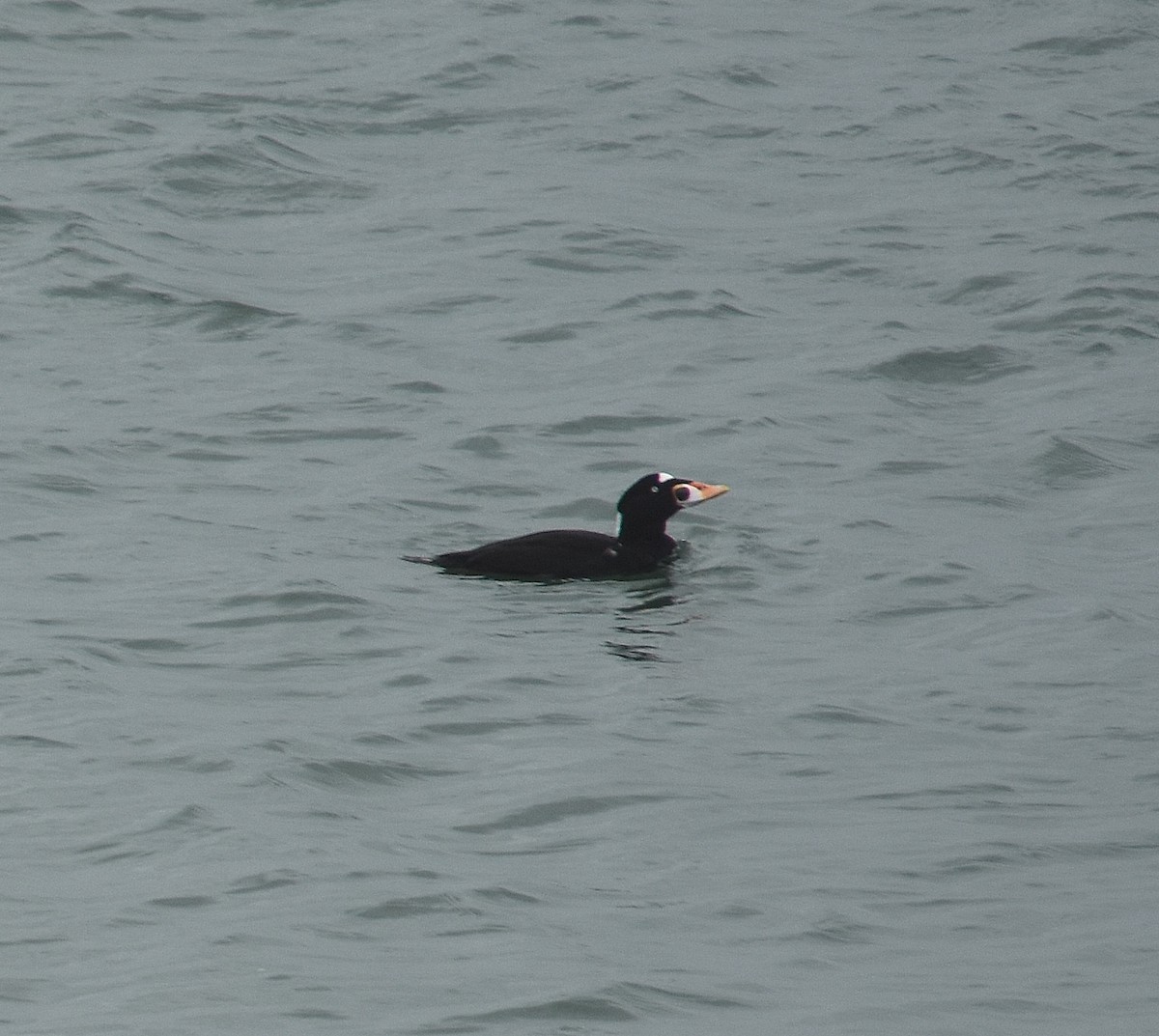 Surf Scoter - ML644761837