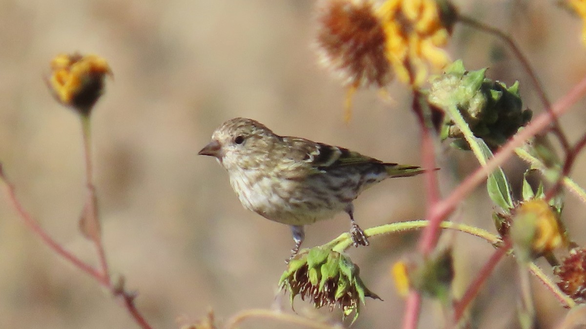 stripesisik - ML644761843