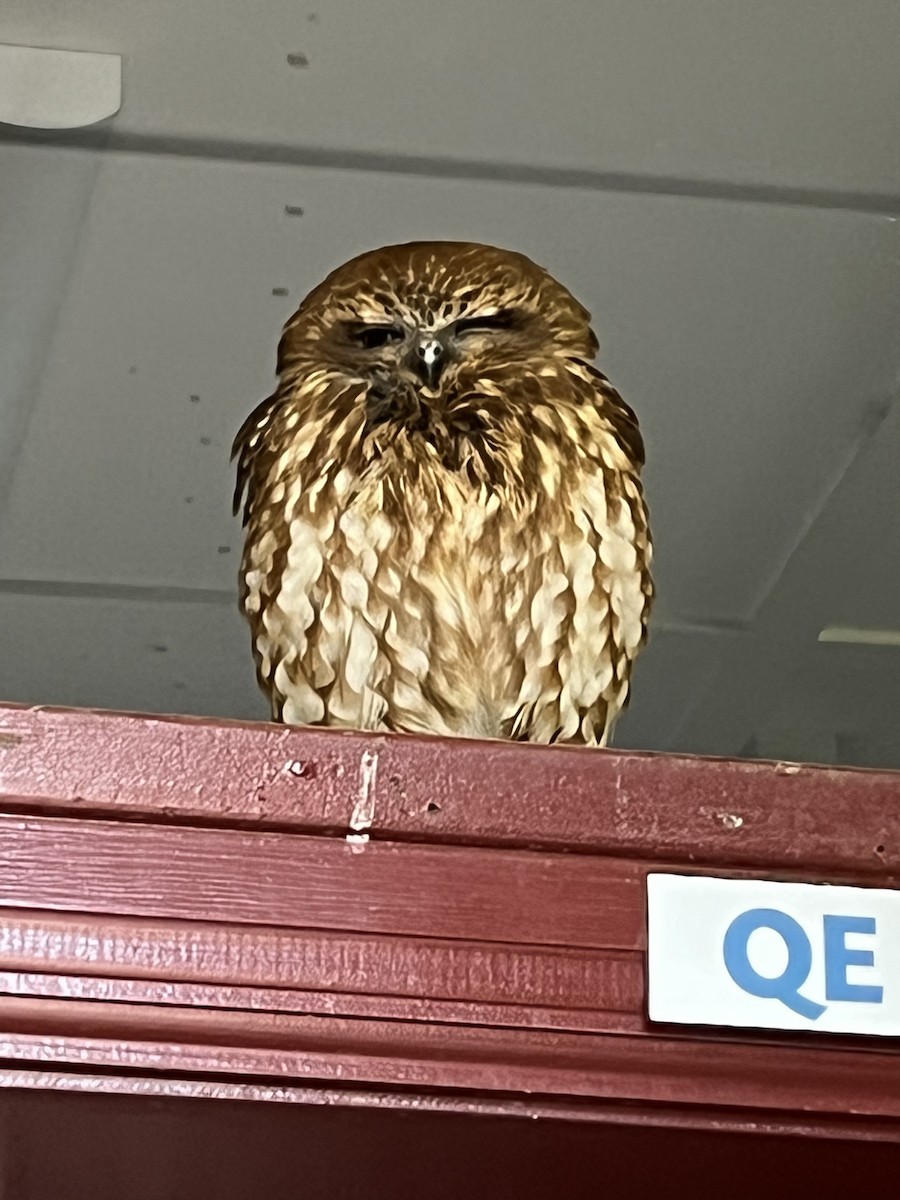 Australian Boobook - ML644761847