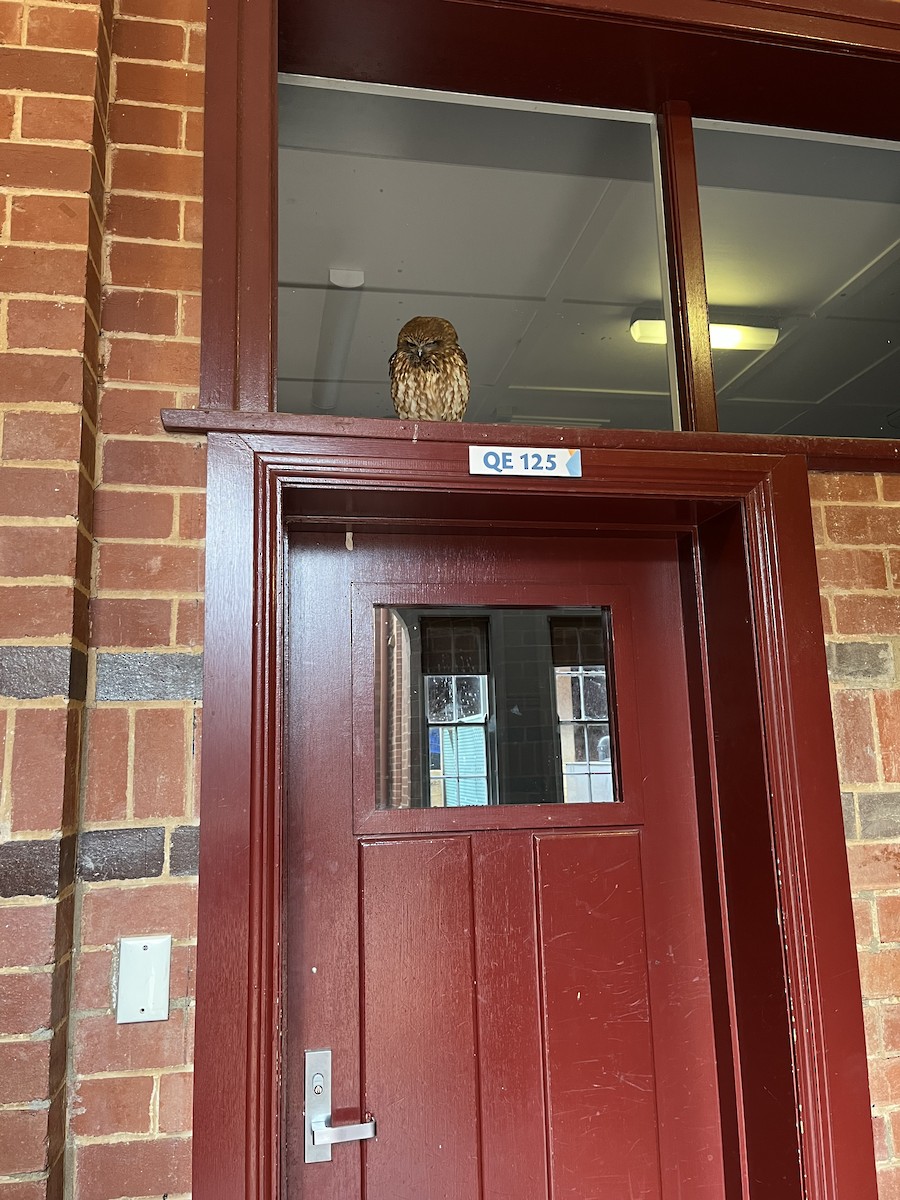 Australian Boobook - ML644761848