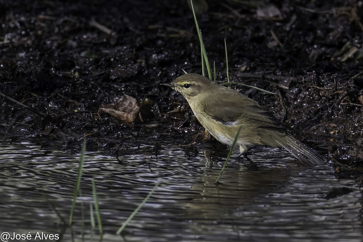 Mosquitero Común - ML644761854
