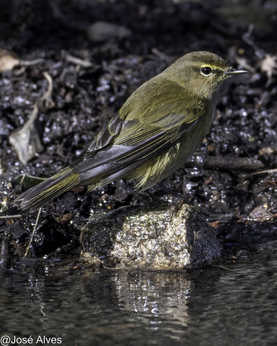 Mosquitero Común - ML644761855