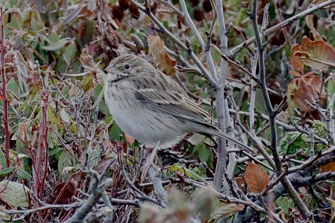 Vesper Sparrow - ML644761856