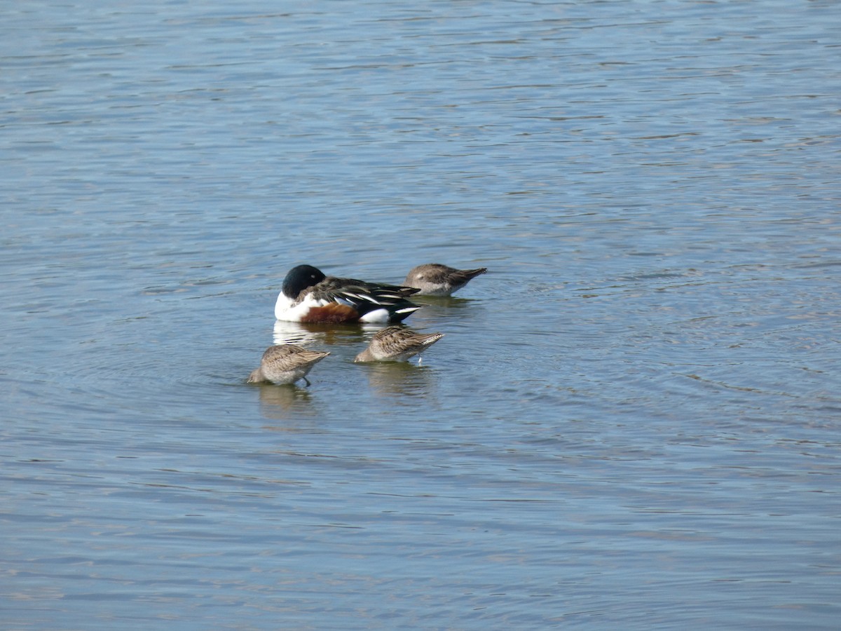 Bécassin à long bec - ML644761865