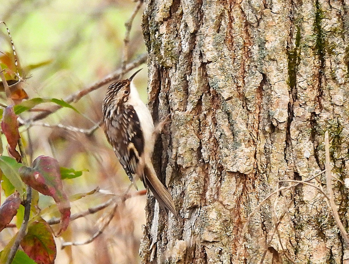 Brown Creeper - ML644761869