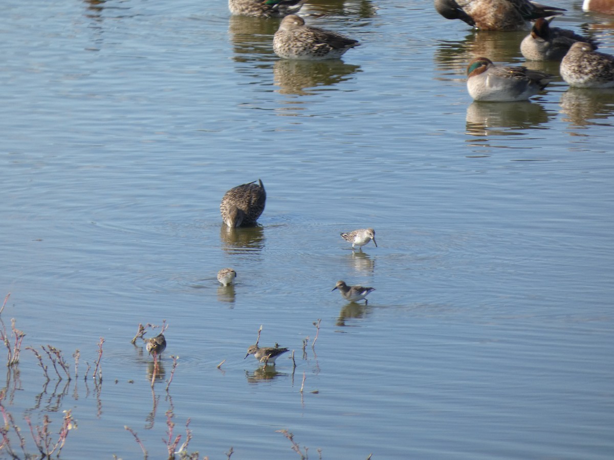 Gambecchio dell'Alaska - ML644761872