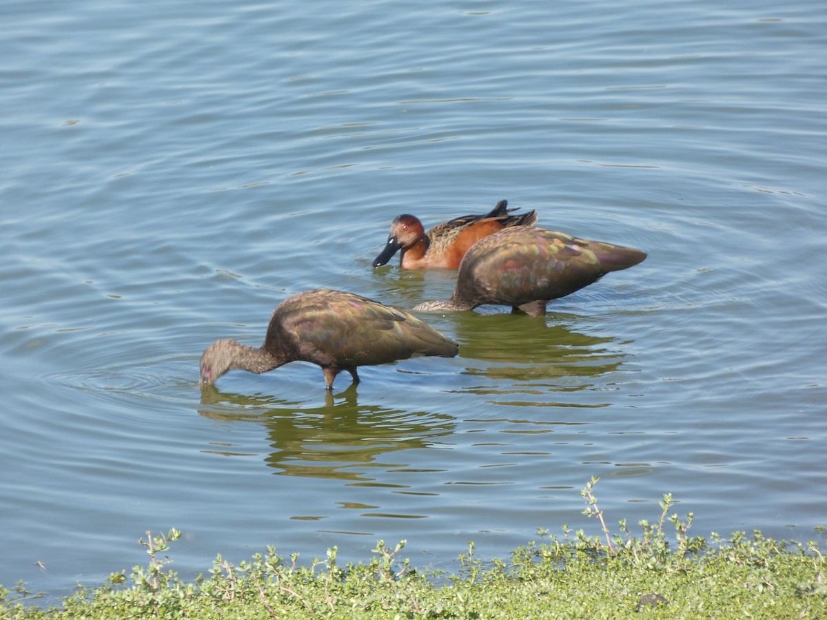 ibis americký - ML644761891