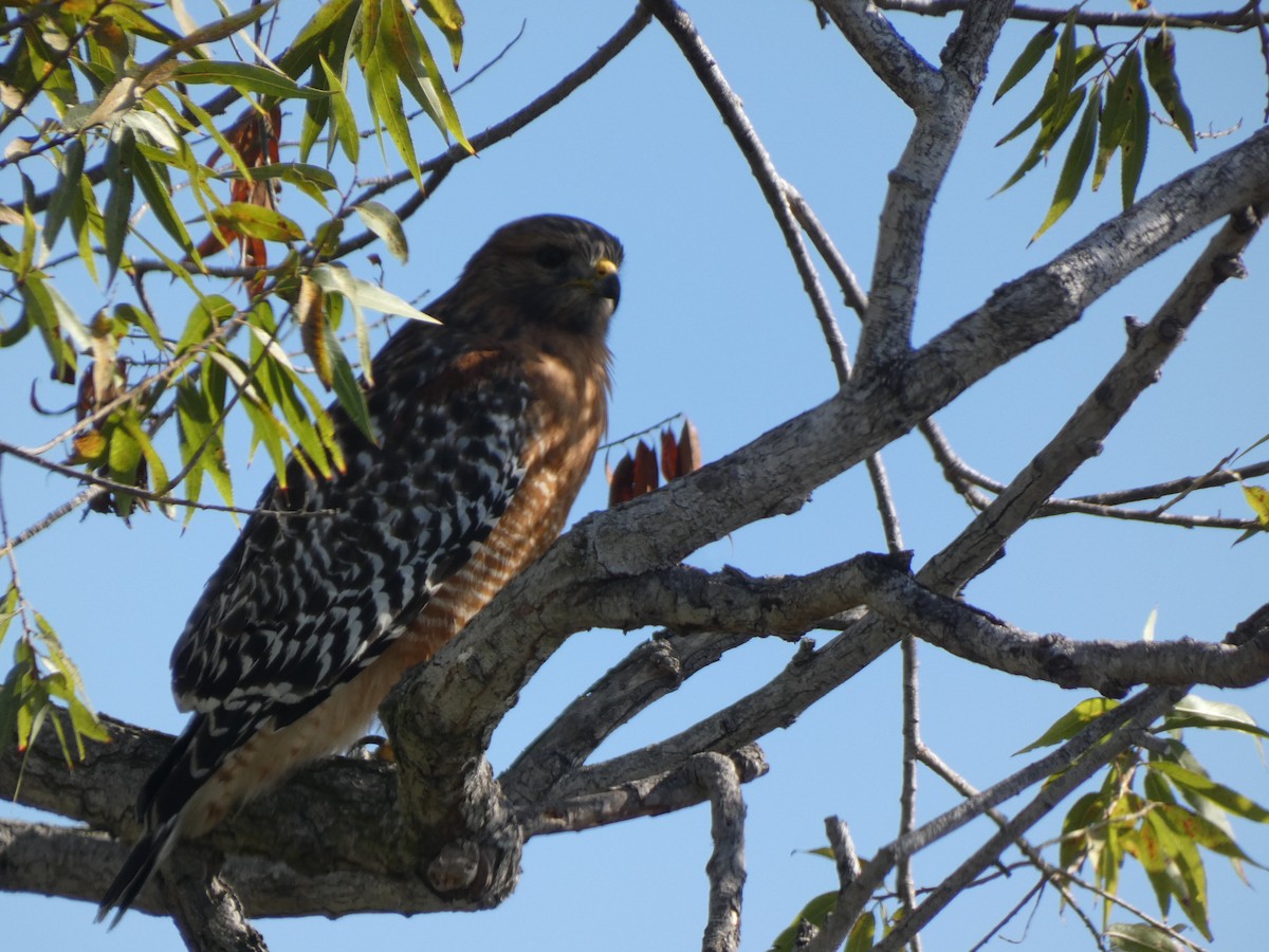 káně páskovaná - ML644761901