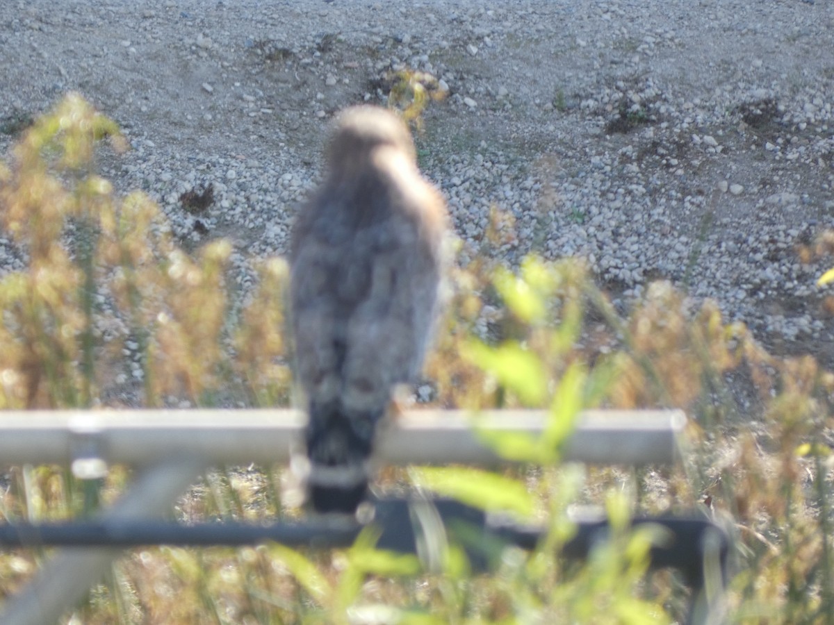 káně páskovaná - ML644761914