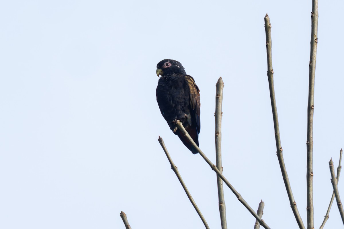 Bronze-winged Parrot - ML644761915