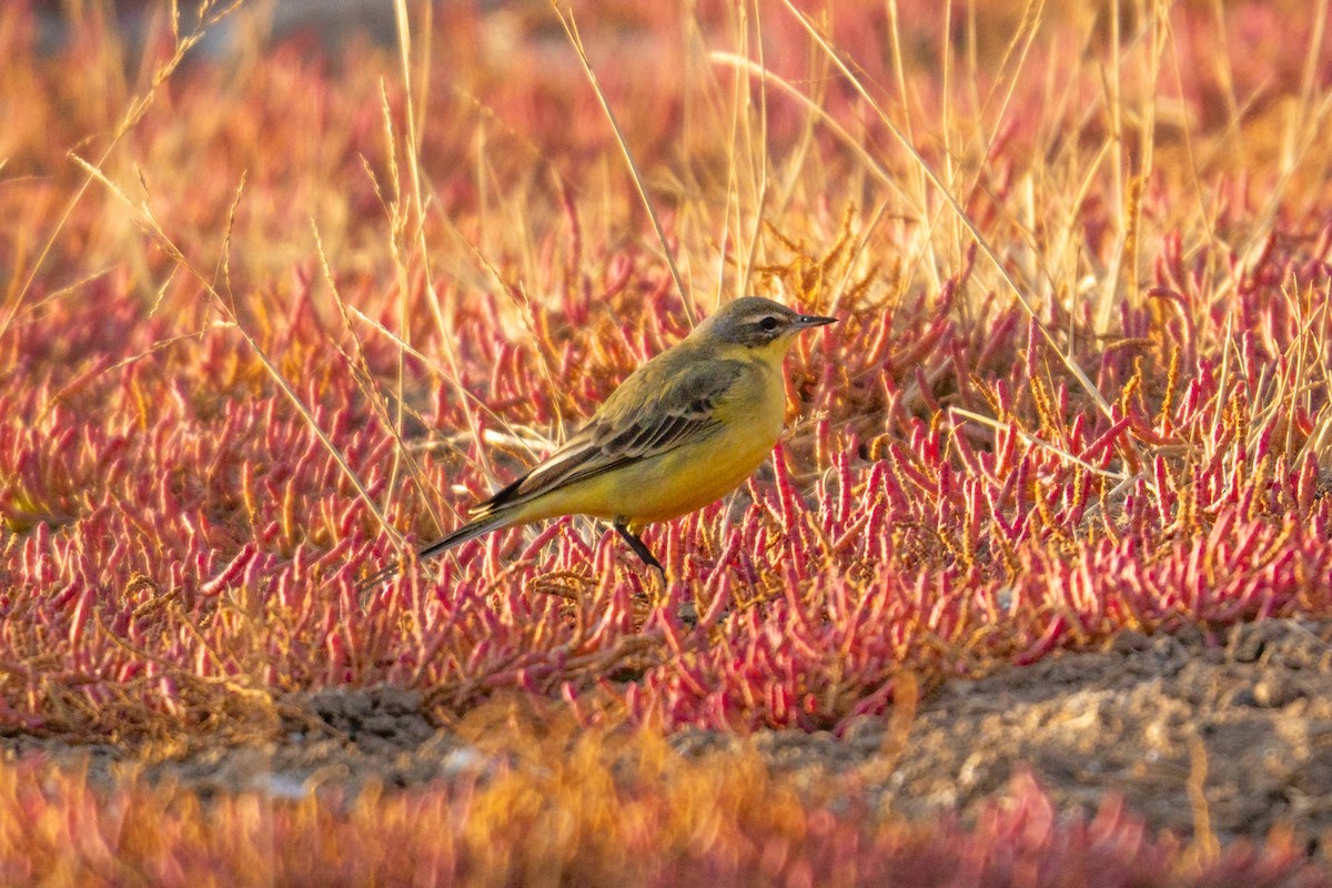 Western Yellow Wagtail - ML644761916
