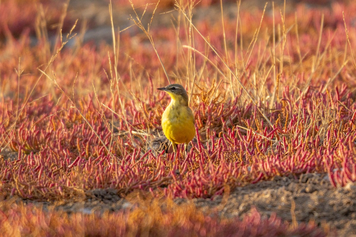 Western Yellow Wagtail - ML644761917
