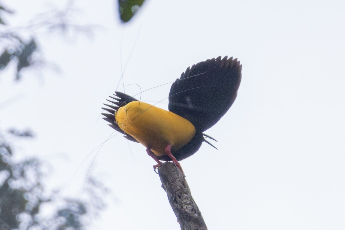 Twelve-wired Bird-of-Paradise - ML644761977