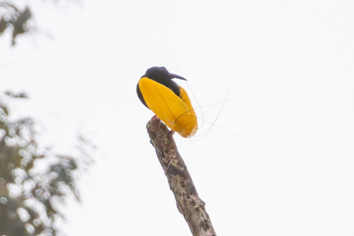 Twelve-wired Bird-of-Paradise - ML644761978