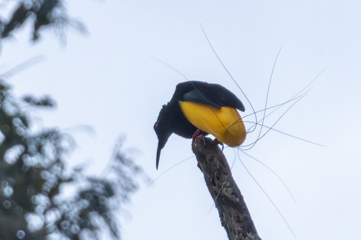 Twelve-wired Bird-of-Paradise - ML644761979