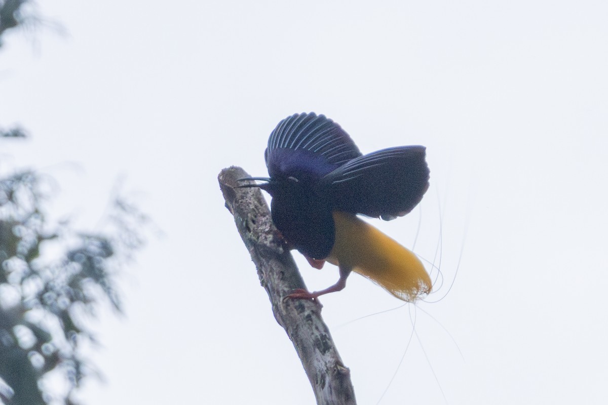 Twelve-wired Bird-of-Paradise - ML644761980