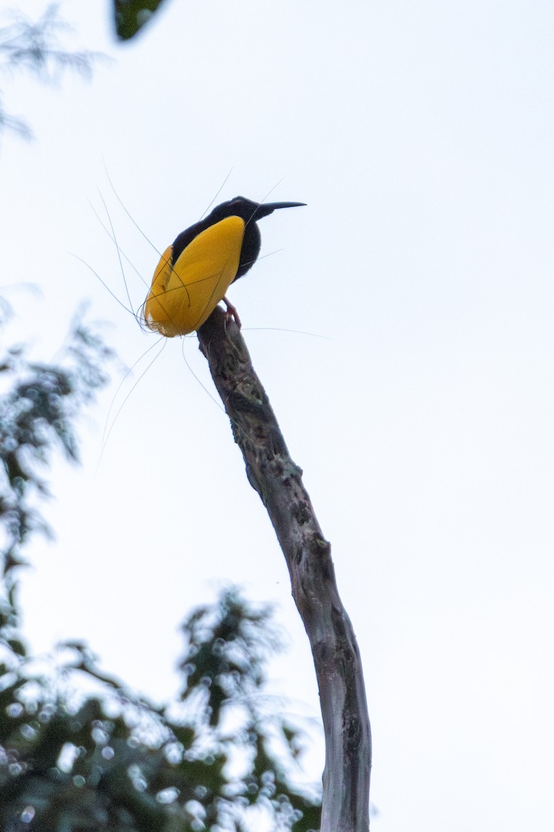 Twelve-wired Bird-of-Paradise - ML644761981