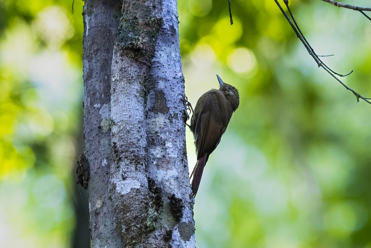 Plain-winged Woodcreeper - ML644761984