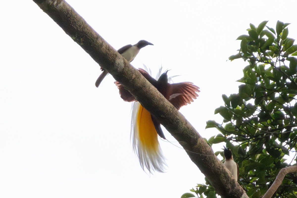 Lesser Bird-of-Paradise - ML644761985