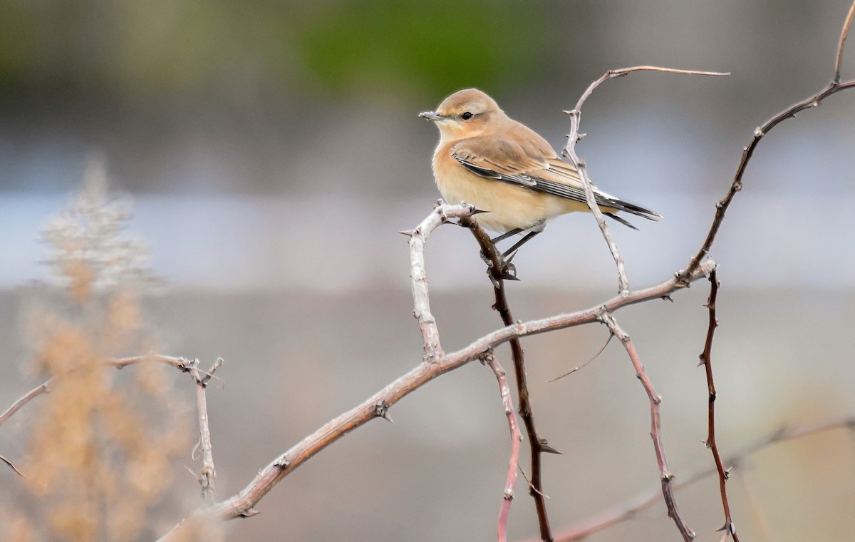 Northern Wheatear (Greenland) - ML644761988