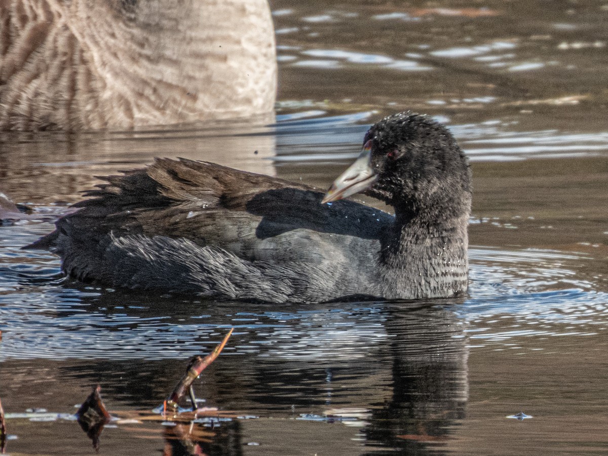 Лиска американська - ML644761994