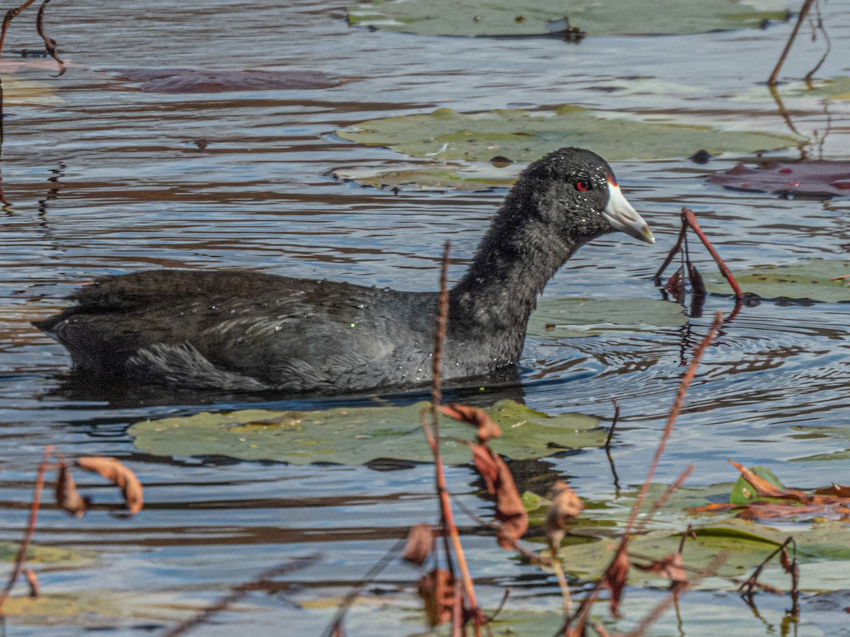 Лиска американська - ML644761995