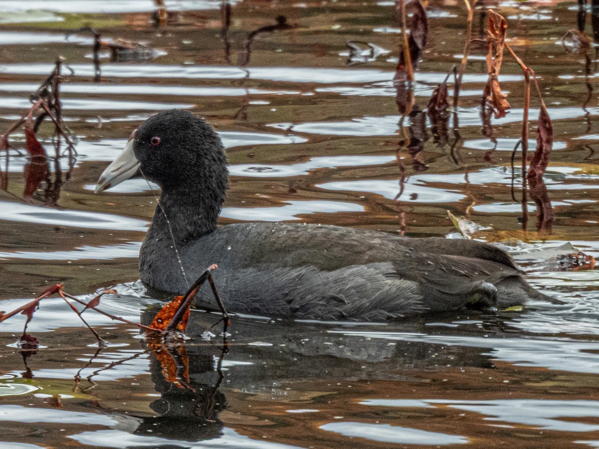 Лиска американська - ML644761996