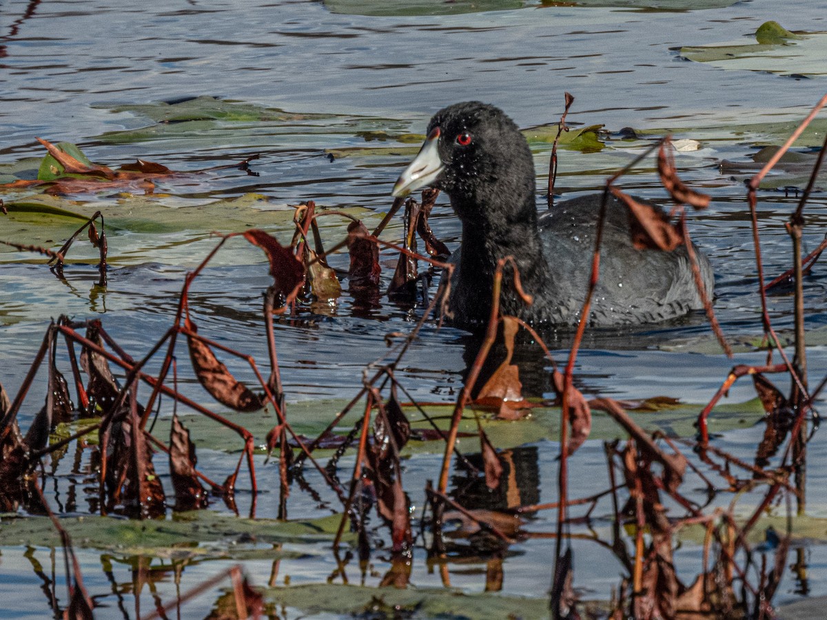 Лиска американська - ML644761997