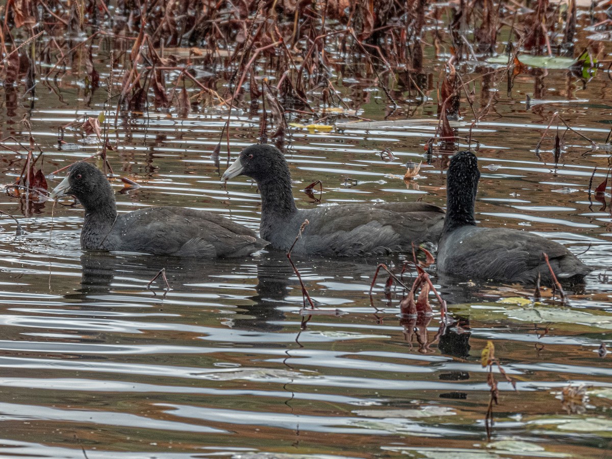 Лиска американська - ML644761998
