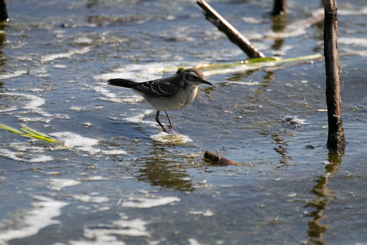 Bergeronnette citrine - ML644762016