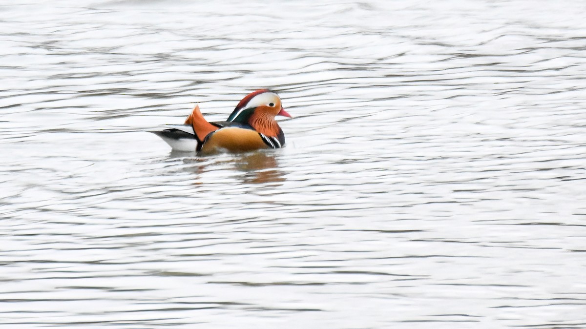 Мандаринка - ML644762026