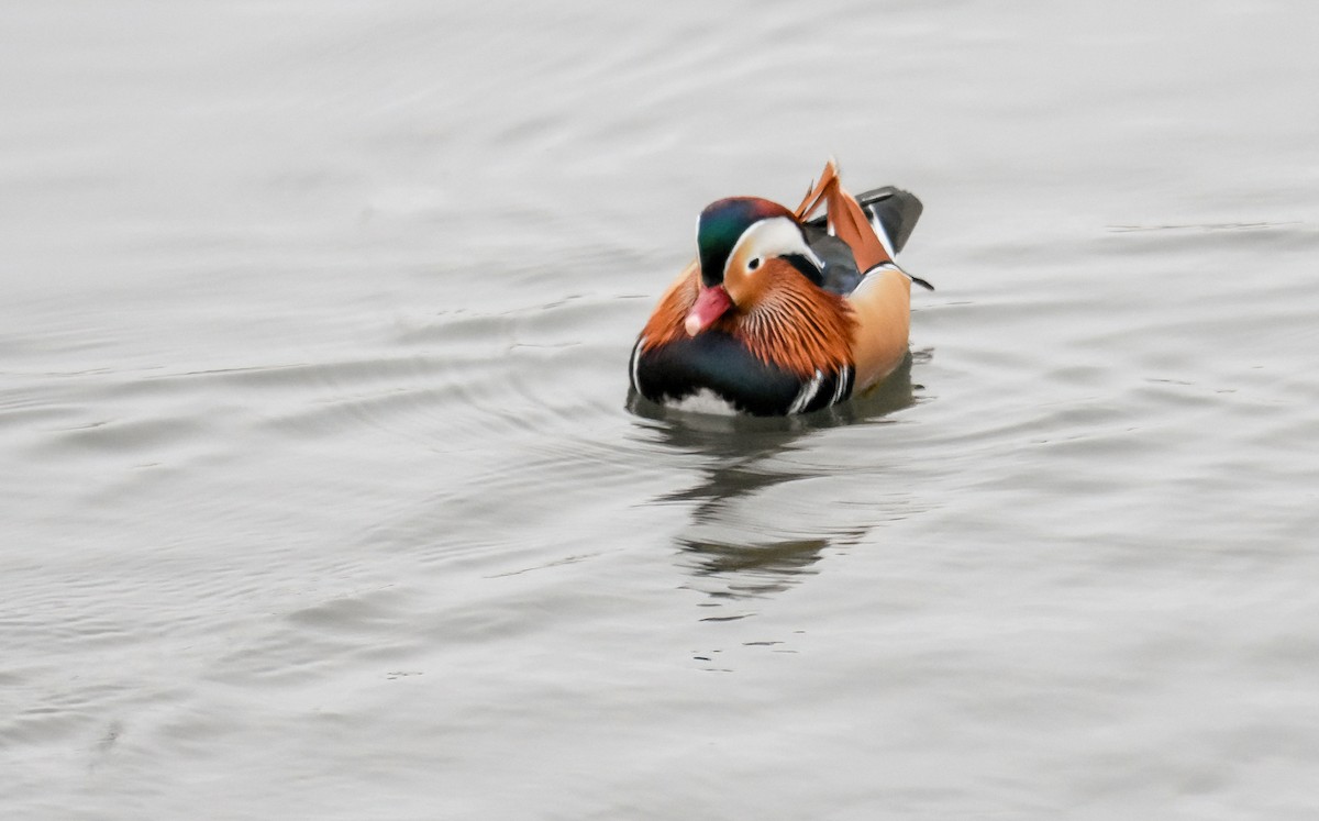 Мандаринка - ML644762027