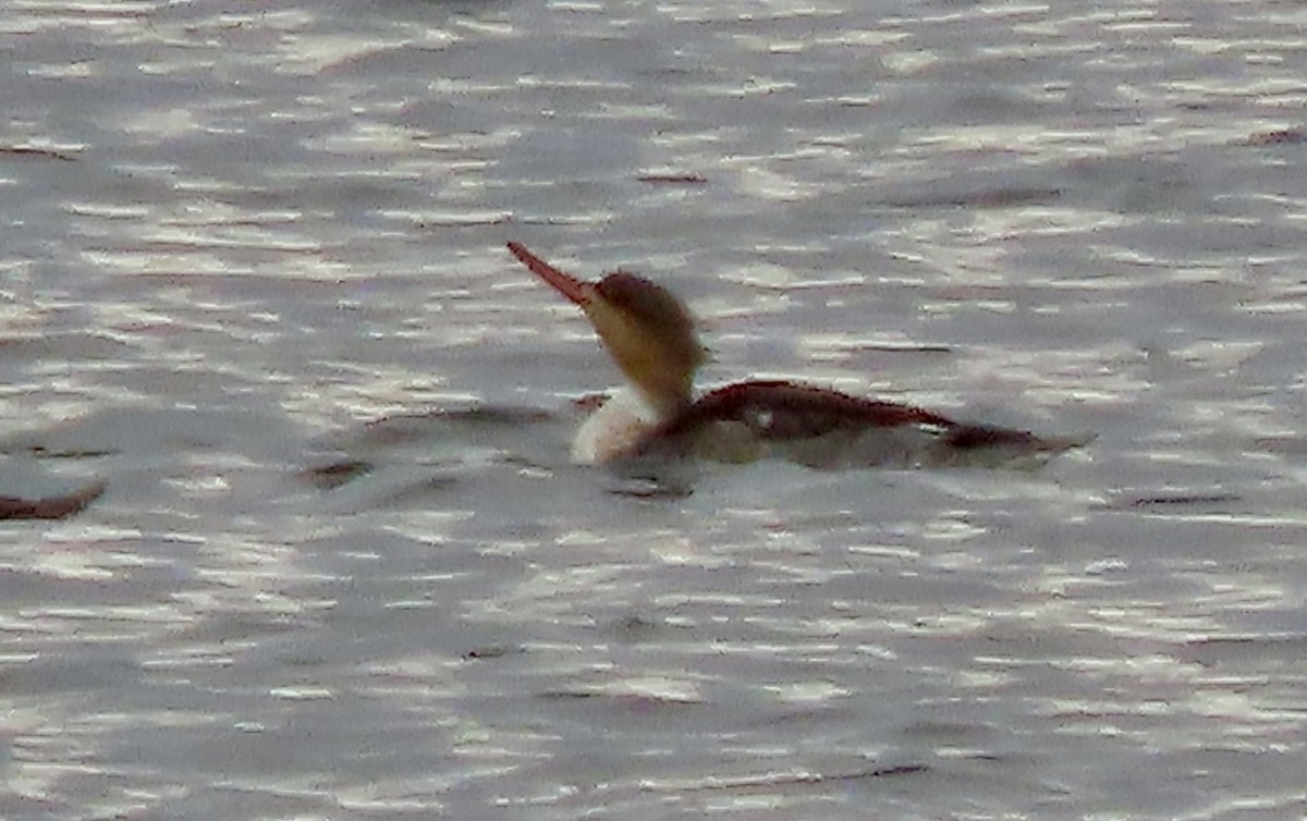 Red-breasted Merganser - ML644762041