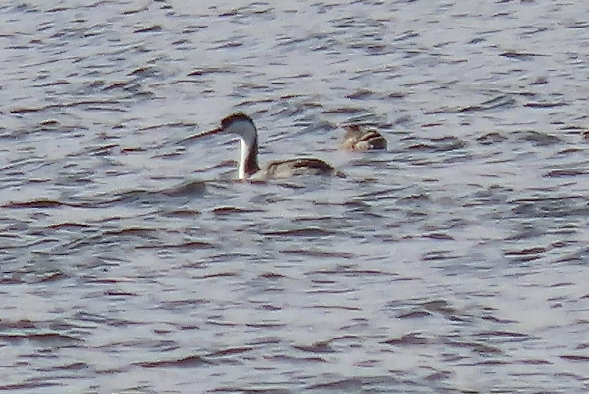 Western Grebe - ML644762050